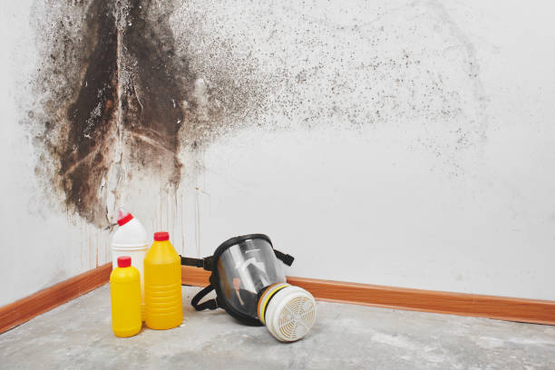 Best Commercial Mold Removal  in Elsmere, DE