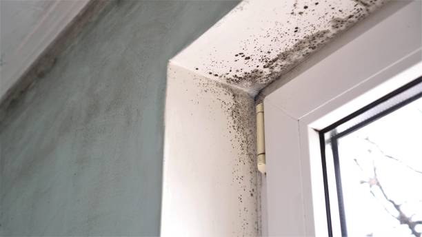 Best Black Mold Removal  in Elsmere, DE