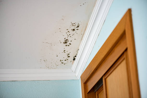 Best Mold Remediation Services  in Elsmere, DE