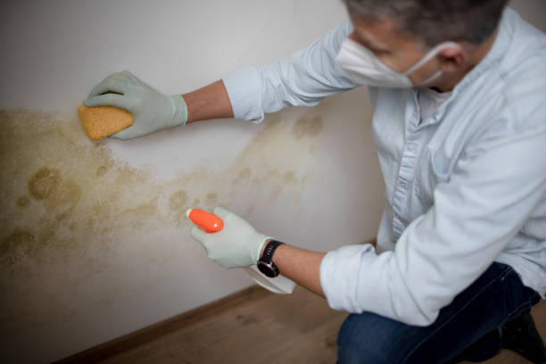 Best Residential Mold Removal  in Elsmere, DE