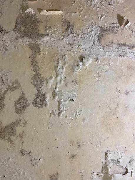 Best Certified Mold Removal  in Elsmere, DE