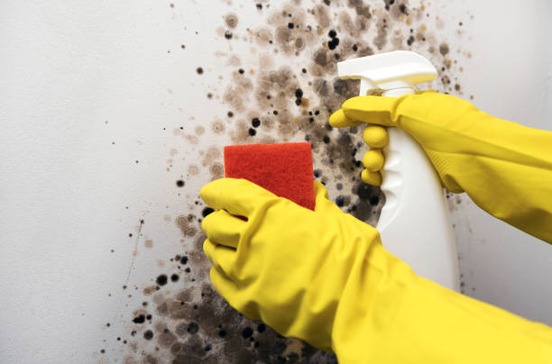 Best Mold Removal Company Near Me  in Elsmere, DE