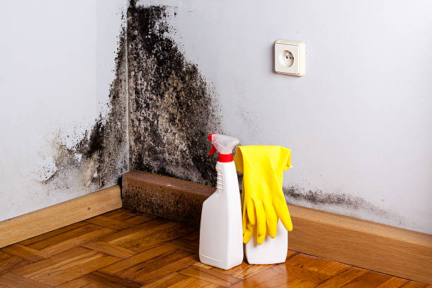 Best Certified Mold Removal  in Elsmere, DE