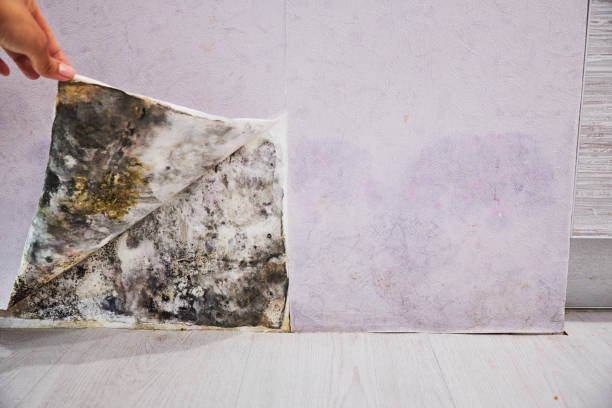 Best Professional Mold Removal  in Elsmere, DE